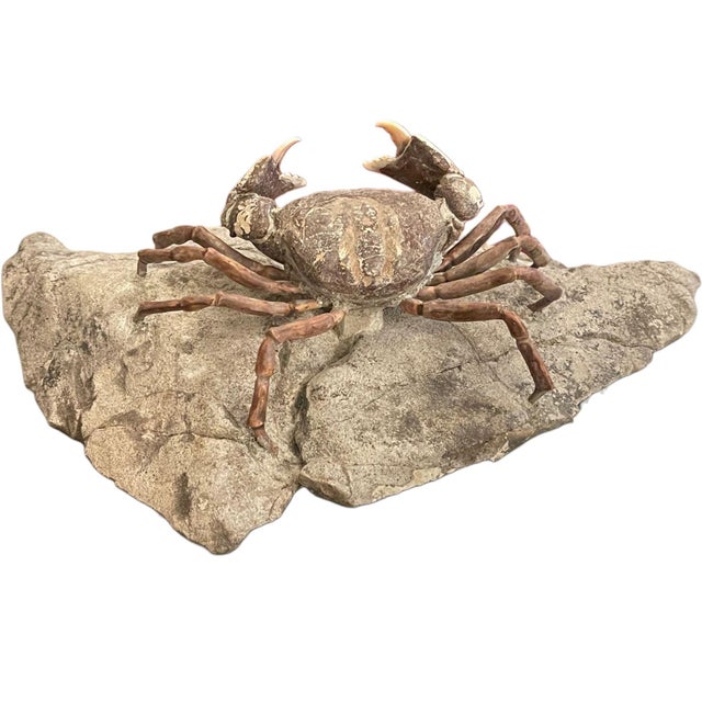 Asian Fossil Crab (Galene Granulifera) From Taiwan, Pliocene Period For Sale - Image 3 of 8