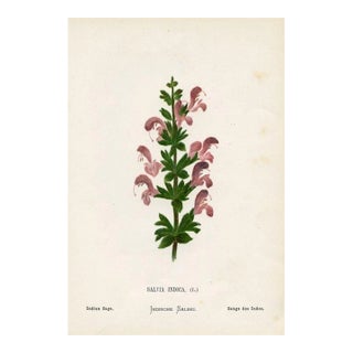 Antique Botanical Print, Indian Sage, 1870s, Holy Land Wildflowers, Original Lithograph, England For Sale