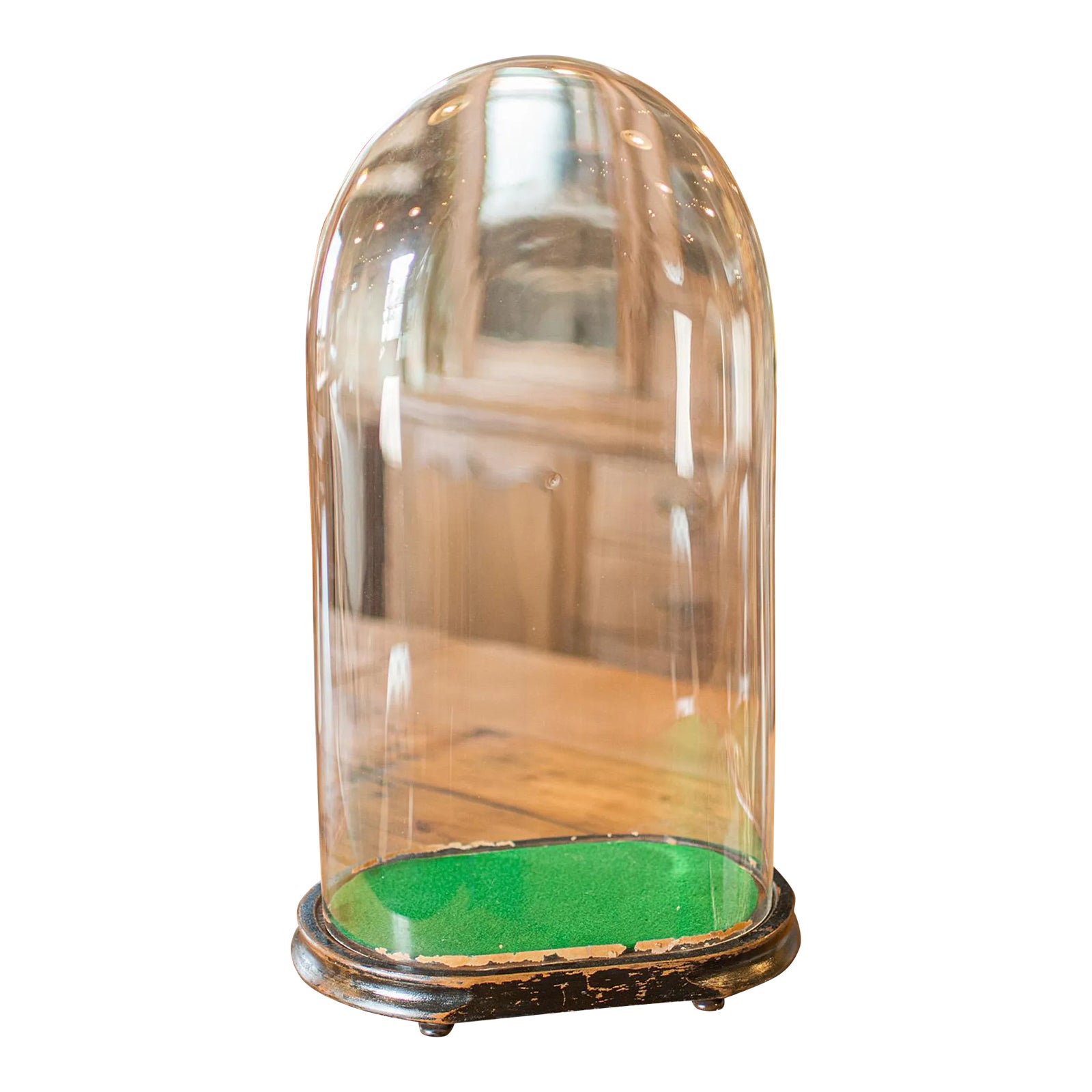 1900's Large Antique Botany Display Dome | Chairish