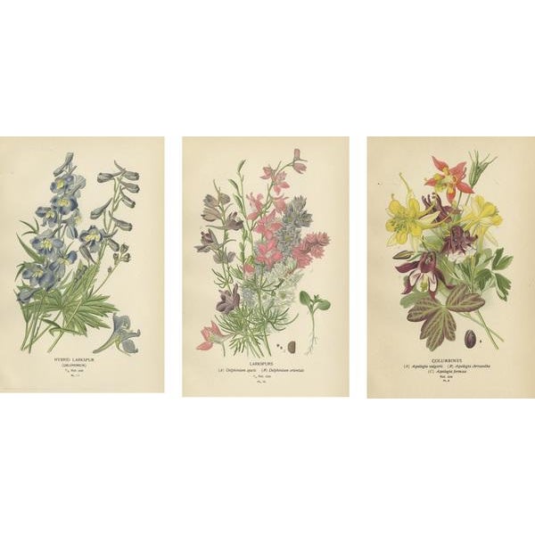 Late 19th Century Edward Step, Triptych of Garden and Greenhouse Splendors, 1896, Paper, Set of 3 For Sale - Image 5 of 6