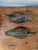 This authentic pair of hand-carved wooden duck decoys represents traditional hunting lures used for waterfowl hunting....