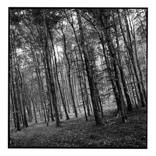 Paul Cooklin, Woodland, Edition of 50 For Sale