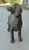 1920s French Hunting Spaniel Standing Statue, 1920s For Sale - Image 5 of 11