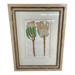 Johann Wilhelm Weinmann Original Hand-Coloured Botanical Mezzotint From Phytanthoza Iconographia (1683-1741), aCirca 1740 For Sale