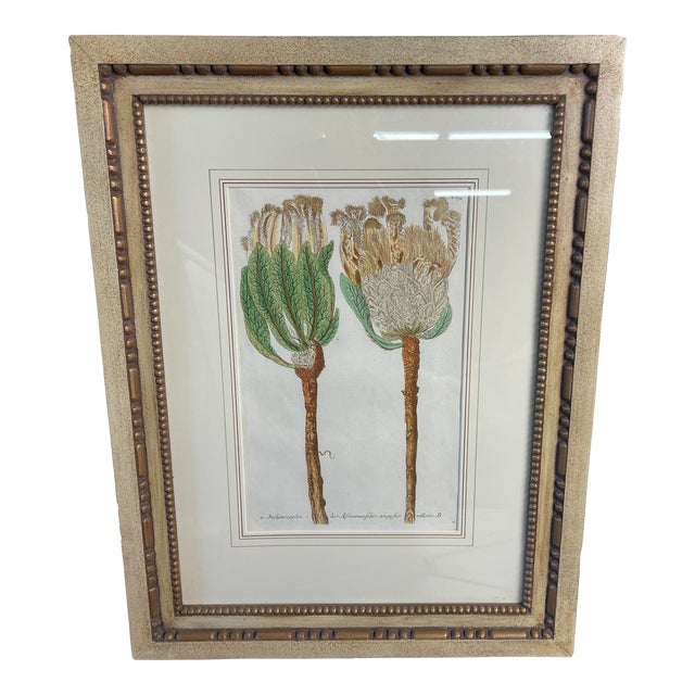 Johann Wilhelm Weinmann Original Hand-Coloured Botanical Mezzotint From Phytanthoza Iconographia (1683-1741), aCirca 1740 For Sale