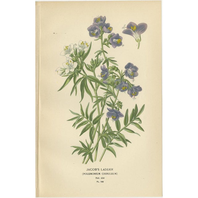 Title: 1897 Botanical Prints – Jacob’s Ladder and Cup-and-Saucer Vine : This pair of original 1897 botanical prints...