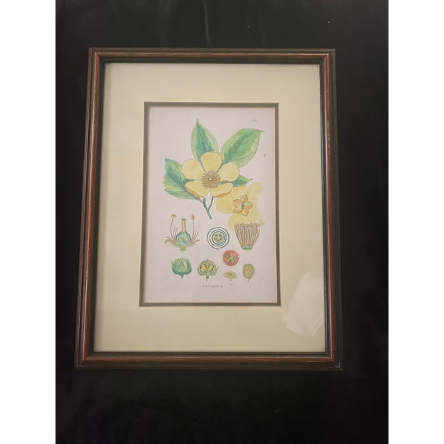 Mid-Century Framed Mark Catesby "Stuartia Silky Camellia" Botanical Print, Coffey & Thompson For Sale - Image 4 of 12