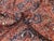 Vintage Qashqai Rug, 1920s For Sale - Image 18 of 18