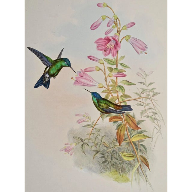 This is a hand-colored folio sized lithograph entitled "Saucerottia Cyanifrons", Blue-capped Saucerottia Hummingbirds by...