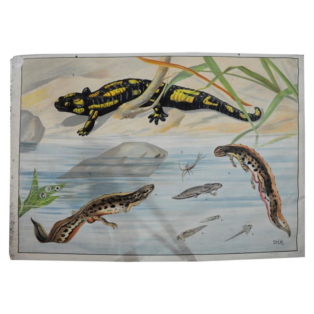 1930s Vintage Salamander Newt Amphibians Tadpoles Underwater Wall Chart Print For Sale - Image 5 of 5