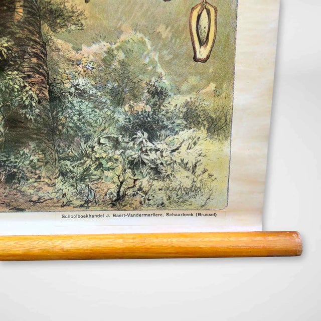 Vintage School Wall Chart, 1950s For Sale - Image 4 of 8