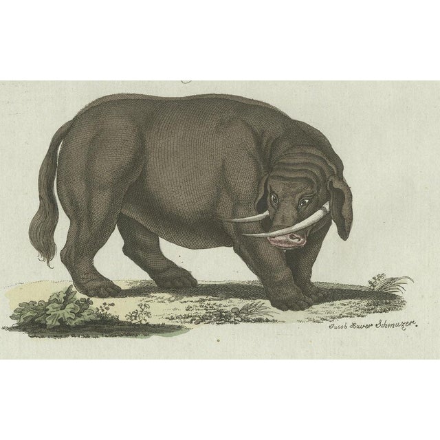Early 19th Century Bertuch, Elephant and Mysterious Sukotyro, 1800, Engraving For Sale - Image 5 of 9