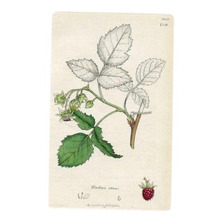 1840s, Raspberry Botanical Print by James Sowerby, Original Antique Botanical Print, Engraving, Hand Colored, England For Sale