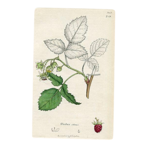 1840s, Raspberry Botanical Print by James Sowerby, Original Antique Botanical Print, Engraving, Hand Colored, England
