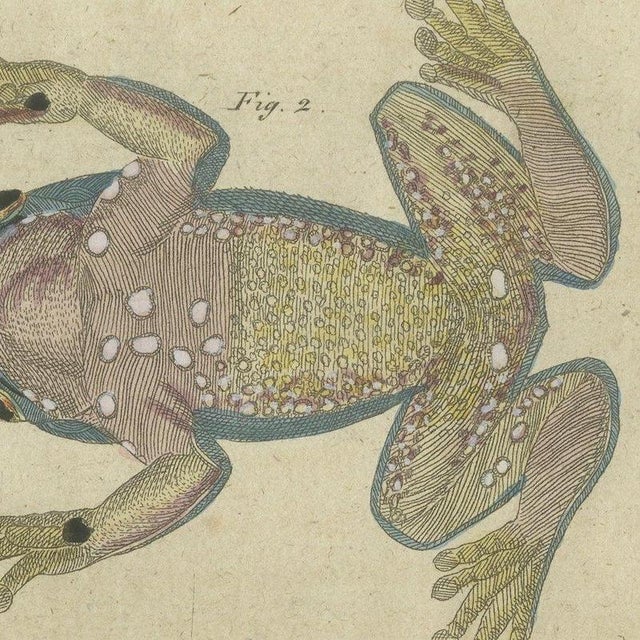 Bertuch, Four Tree Frogs Including a Blue Frog, 1815, Print For Sale - Image 4 of 12