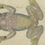 Bertuch, Four Tree Frogs Including a Blue Frog, 1815, Print For Sale - Image 4 of 12
