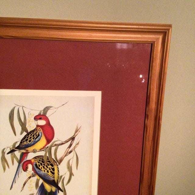 Eastern Rosella Birds on Tree Framed Lithograph by John Gould For Sale - Image 11 of 13