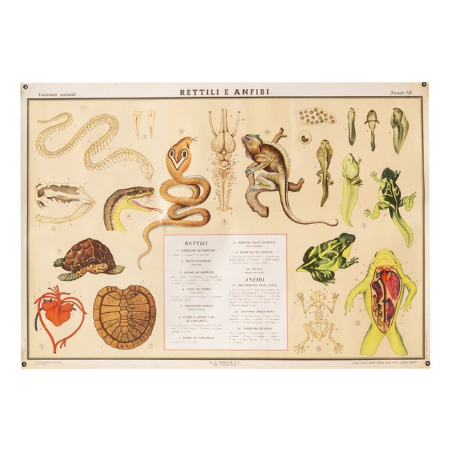 Educational Poster Depicting Reptiles and Amphibians from G.B. Paravia Torino, 1959 For Sale