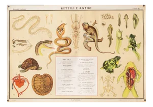 Educational Poster Depicting Reptiles and Amphibians from G.B. Paravia Torino, 1959