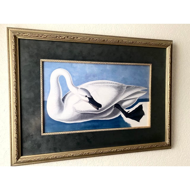 Wood Vintage John James Audubon “Trumpeter Swan” Print. Magnificently Matted and Framed Excellent Condition For Sale - Image 7 of 9
