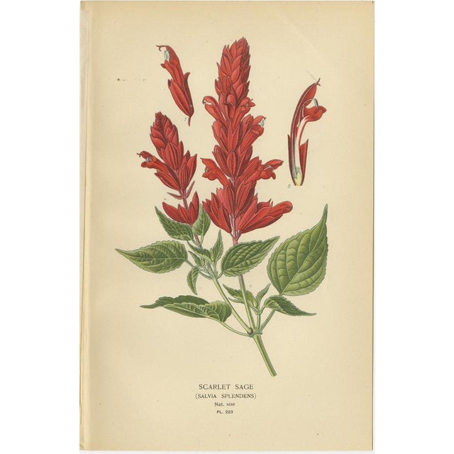 Botanical Prints Hybrid Coleus, 1897, Paper, Set of 3 For Sale - Image 3 of 6