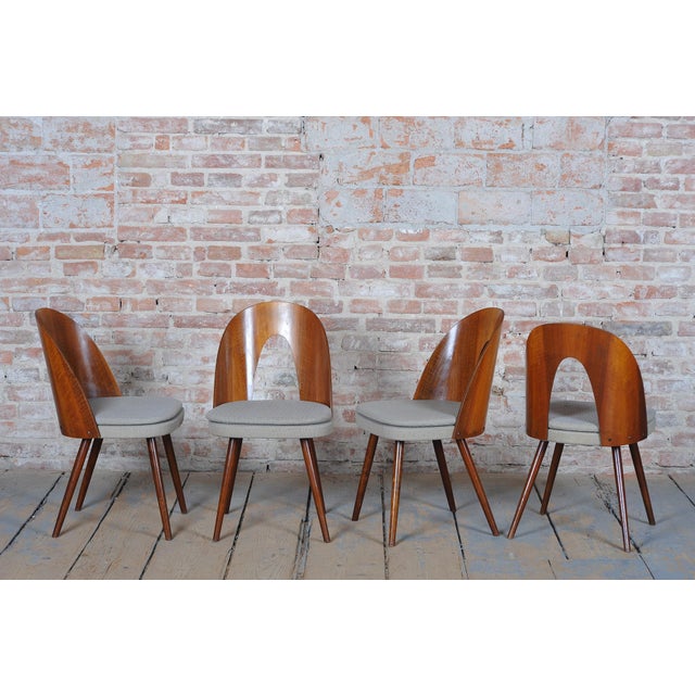 Mid-Century Chairs in Walnut attributed to Antonín Šuman, Czech, 1950s, Set of 4 For Sale - Image 16 of 18