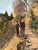 Late 19th Century Antique Continental School Oil on Canvas Painting “Man and His Donkey on a Birch Lined Path” Unsigned C. Late 19th Century For Sale - Image 5 of 9