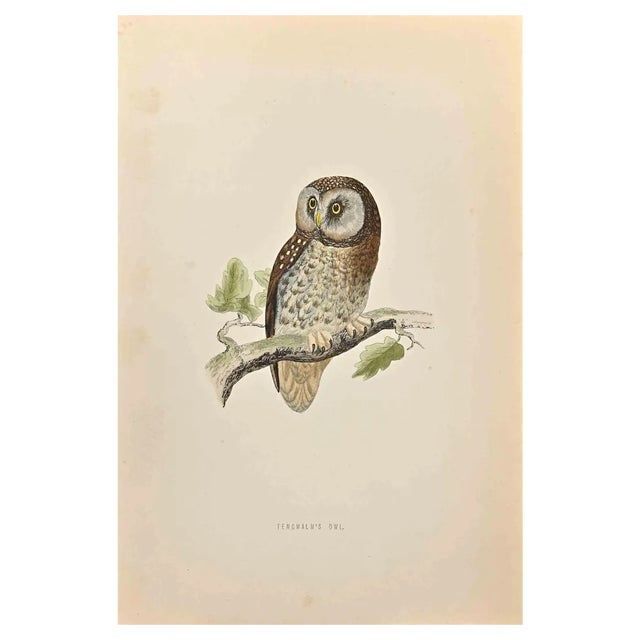 Alexander Francis Lydon, Tengmalm's Owl, Woodcut Print, 1870 For Sale