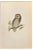 Alexander Francis Lydon, Tengmalm's Owl, Woodcut Print, 1870 For Sale