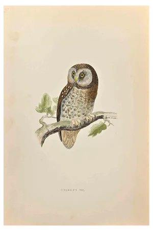 Alexander Francis Lydon, Tengmalm's Owl, Woodcut Print, 1870