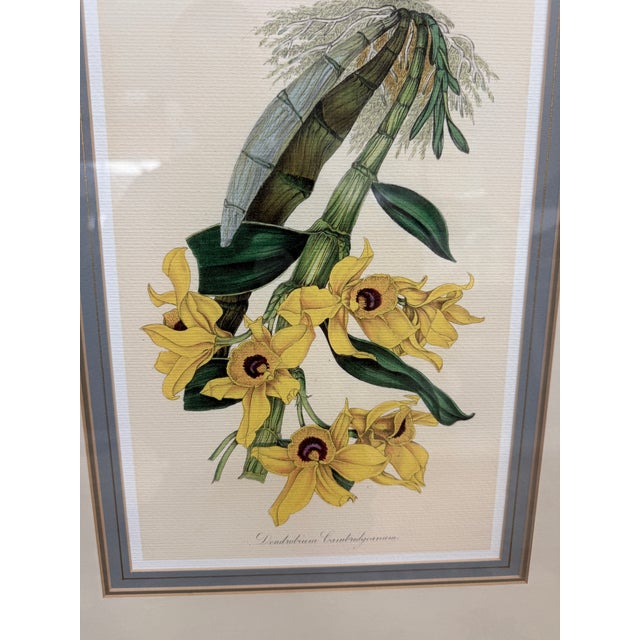 Yellow Louis Van Houtte's Orchid Botanical Print, Framed For Sale - Image 8 of 12