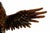 Metal Vintage Copper Plated Eagle In-Flight Sculpture For Sale - Image 7 of 13