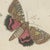 Beige Bertuch, Underwing and Tiger Moths with Caterpillars, 1805, Print For Sale - Image 8 of 12