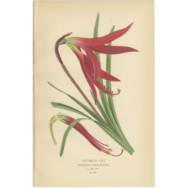 Edward Step, Scarborough Lily, Jacobean Lily & Clivia, Chromolithographs, 1897, Set of 3 For Sale - Image 3 of 10