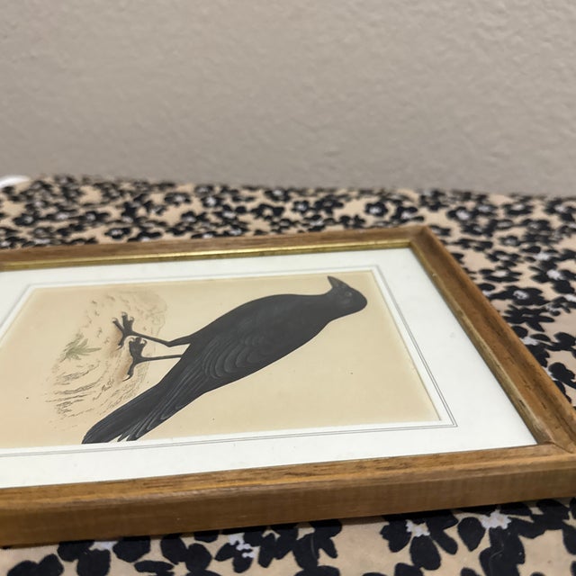 1970s Crow Illustration Print Framed Ornithology Wall Art For Sale - Image 4 of 6