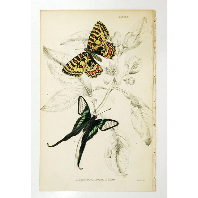 Early 19th Century Butterfly Engraving Prints by William Lizars - a Pair For Sale - Image 5 of 6