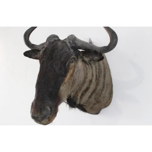 1950s African Wildebeast Head Bust For Sale In New York - Image 6 of 12