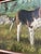 Wood 1950’s Original Large Dog Painting of Foxhound Baying Wood-Lined Field Signed Original Frame For Sale - Image 7 of 7