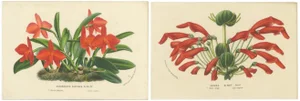 Van Houtte, Scarlet Sophronitis and Tropical Bloom, 1845, Prints, Set of 2
