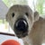 Early 21st Century Big White Plush Polar Bear, 2000s For Sale - Image 5 of 7