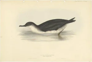 Gould, Manx Shearwater, 1832, Paper