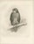 Hollywood Regency Lilian Marguerite Medland, Three British Raptors: Buzzards and Adult Goshawk, 1908, Photogravure, Set of 3 For Sale - Image 3 of 10