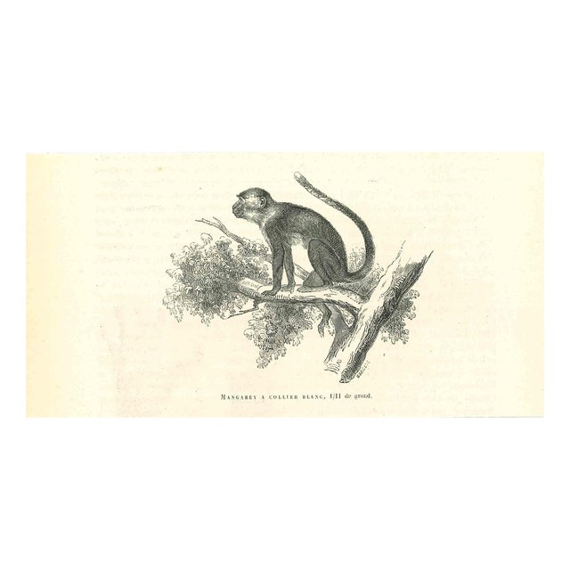 Paul Gervais, The Monkey, 1854, Lithograph For Sale