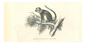 Paul Gervais, The Monkey, 1854, Lithograph