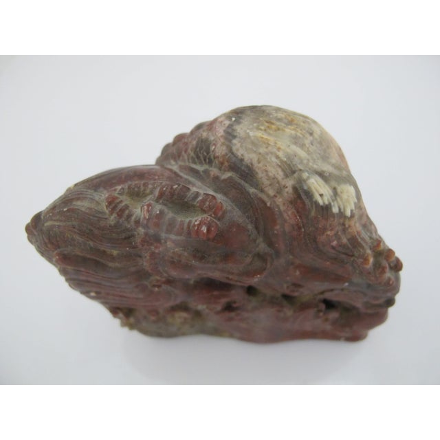Early 20th Century Chinese Red Shoushan Double Dragon Sculpture Carving For Sale - Image 5 of 8