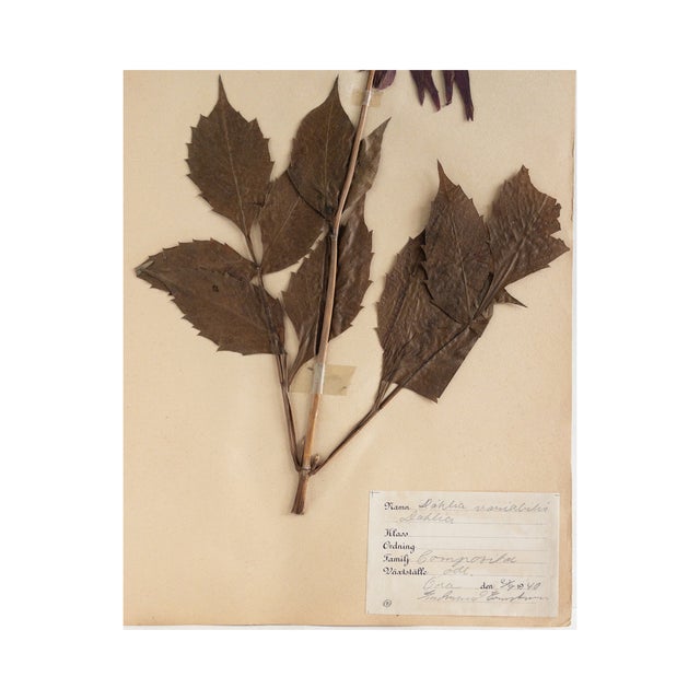 Paper Vintage Swedish Herbarium - Dahlia, Circa 1940 For Sale - Image 7 of 7