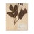 Paper Vintage Swedish Herbarium - Dahlia, Circa 1940 For Sale - Image 7 of 7