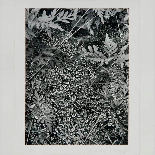 Andreas Feininger, American Photographer Andreas Feininger Silver Gelatin Vintage Print For Sale - Image 10 of 11