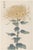 Yellow Mum by Hasegawa, Vintage Japanese Botanical Art Print, 12" X 18" For Sale