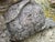 Mid-Century Cast Stone Gnome wiith Turtle, 1950s For Sale - Image 6 of 11